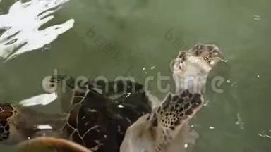 海龟野生动物救助中心变异后弯曲龟脊和龟壳4k视频